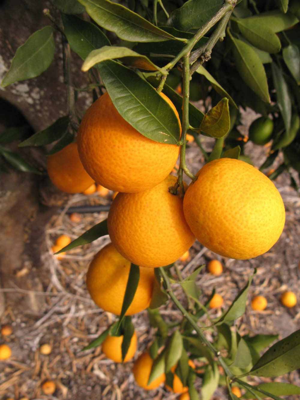              Fruit (Winter Haven, FL)       